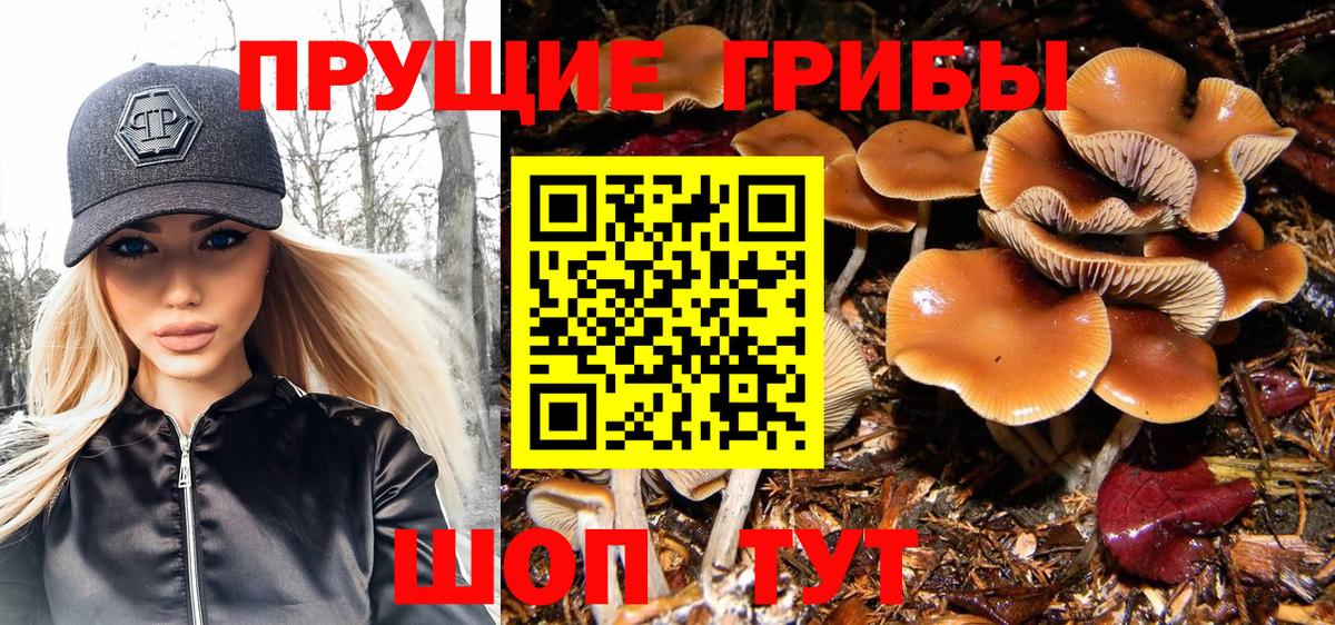 Псилоцибиновые грибы GOLDEN TEACHER Кимры